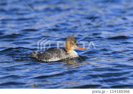 ウミアイサ雌 114188366