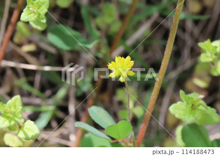 春の野原に咲くコメツブツメクサの黄色い花 春の野原に咲くコメツブツメクサの黄色い花 114188473