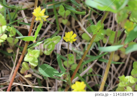 春の野原に咲くコメツブツメクサの黄色い花 114188475