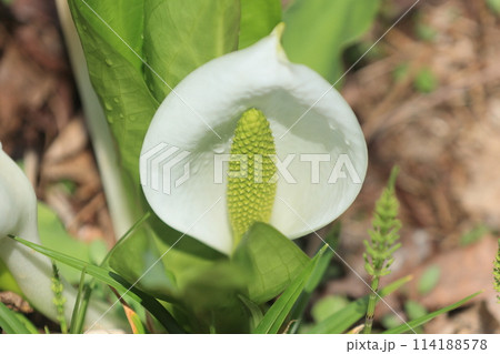 越本水芭蕉の森の水芭蕉 越本水芭蕉の森の水芭蕉 114188578