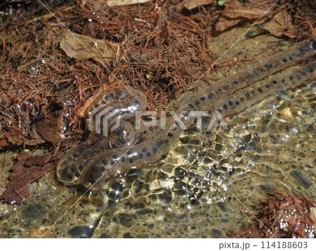 ヒキガエルの卵 ヒキガエルの卵 114188603