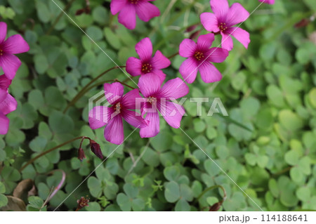 春の庭に咲くピンク色のイモカタバミの花 114188641