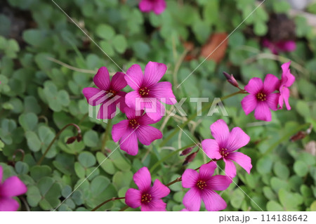 春の庭に咲くピンク色のイモカタバミの花 114188642