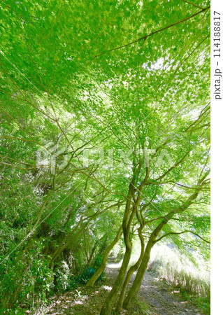 愛岐トンネル群の青もみじ 愛岐トンネル群の青もみじ 114188817