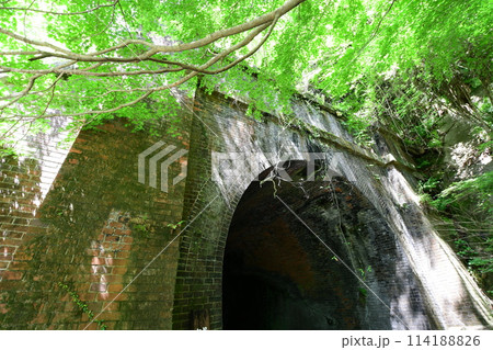 愛岐トンネル群の青もみじ 114188826