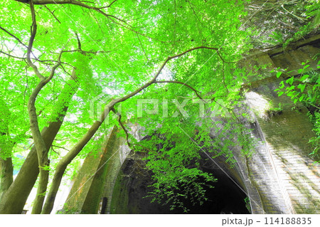 愛岐トンネル群の青もみじ 114188835