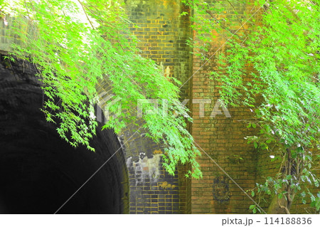 愛岐トンネル群の青もみじ 114188836