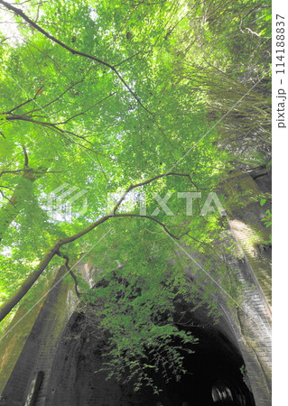 愛岐トンネル群の青もみじ 114188837