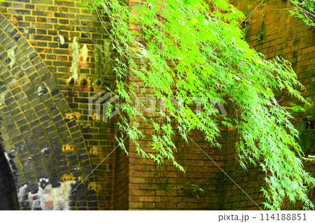 愛岐トンネル群の青もみじ 愛岐トンネル群の青もみじ 114188851