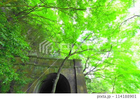 愛岐トンネル群の青もみじ 114188901