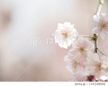 八重の枝垂桜 八重の枝垂桜 114189006