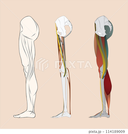 A detailed image showing leg bones, leg muscles and tendons on the side of a human leg. 114189009
