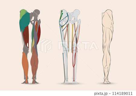 A detailed image showing leg bones, leg muscles and tendons on the back of a human leg. 114189011