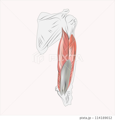 Arm muscles, tendons, and bones 114189012