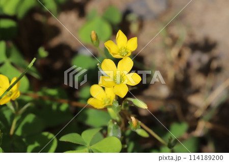春の野原に咲く黄色いカタバミの花 114189200