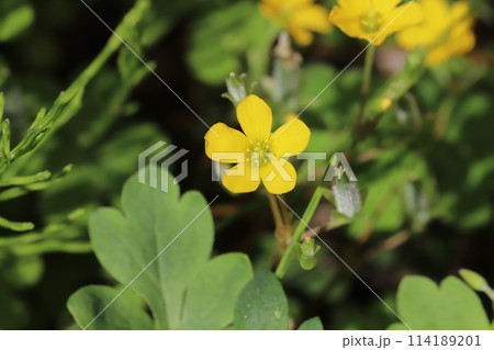 春の野原に咲く黄色いカタバミの花 114189201