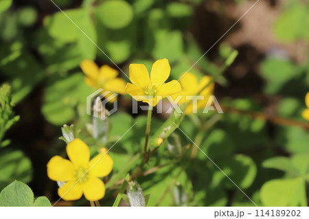 春の野原に咲く黄色いカタバミの花 114189202