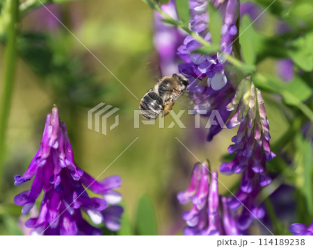 花の蜜と花粉を集める蜜蜂 114189238