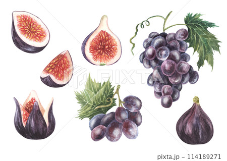 Purple Grapes painted with fig. Watercolor hand drawn isolated on white background. For packaging design, logo, label, menu, flyers 114189271