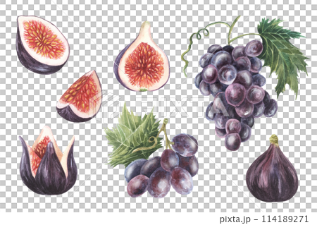 Purple Grapes painted with fig. Watercolor hand drawn isolated on white background. For packaging design, logo, label, menu, flyers 114189271