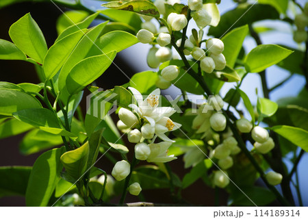 ユズの花と花芽 114189314