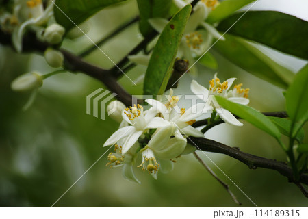 ユズの花と花芽 114189315