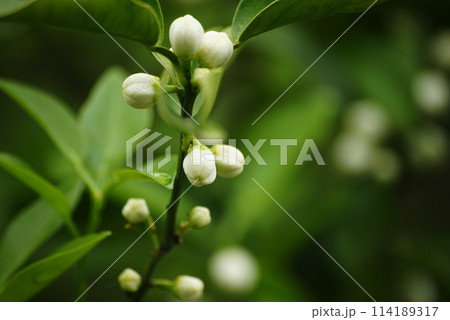 ユズの花と花芽 114189317