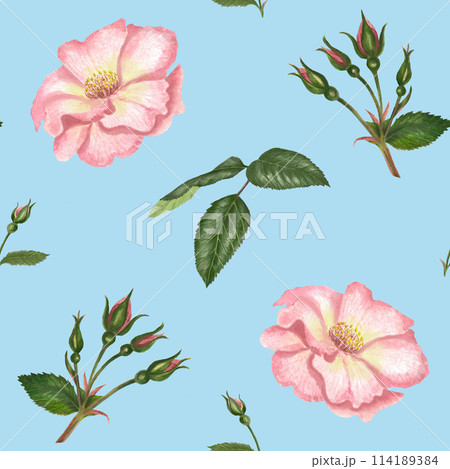 Watercolor seamless pattern with rosehip, Brier leaves and branches. Tender illustration isolated on blue background 114189384