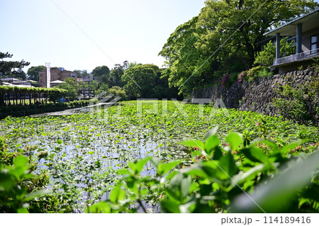 快晴の小田原城 114189416