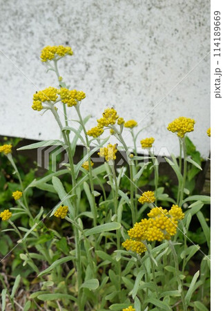 母子草の黄色い花 母子草の黄色い花 114189669