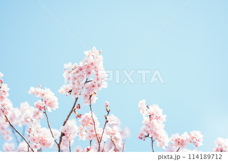 青空に映える満開の桜 114189712
