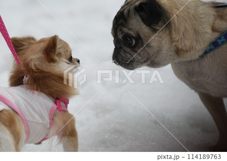 雪の中でラブコールオス犬＆メス犬 114189763