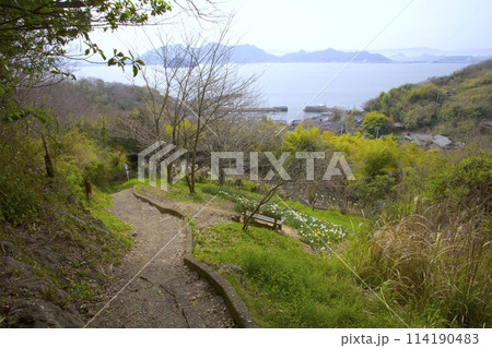 「志々島（ししじま）」スイセン咲く大楠へと続く散策路と瀬戸内を展望/香川県三豊市 114190483