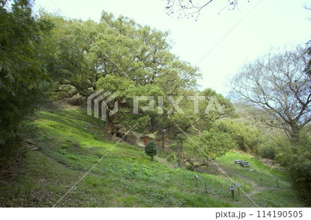「志々島（ししじま）」大楠/樹齢1,200年と赤鳥居/香川県三豊市 114190505