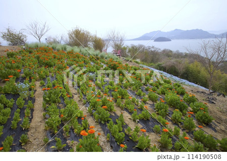 「志々島（ししじま）」マリーゴールド咲く「天空の花畑」/香川県三豊市 114190508