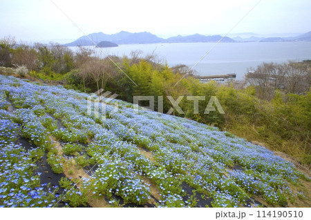 「志々島（ししじま）」ネモフィラ咲く「天空の花畑」/香川県三豊市 114190510