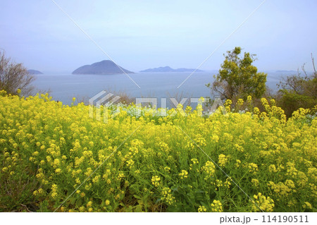 「志々島(ししじま)」菜の花咲く「天空の花畑」より瀬戸内を展望/香川県三豊市 「志々島(ししじま)」菜の花咲く「天空の花畑」より瀬戸内を展望/香川県三豊市 114190511