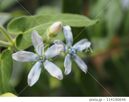 水色の花　ブルースター	 114190646