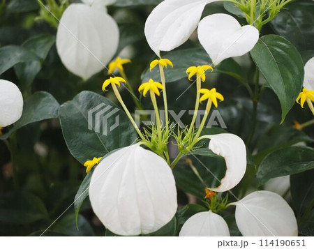 ハンカチの花 コンロンカ ハンカチの花 コンロンカ 114190651
