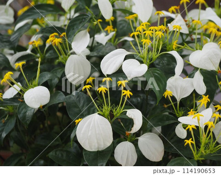 ハンカチの花 コンロンカ ハンカチの花 コンロンカ 114190653