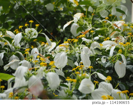 ハンカチの花　コンロンカ 114190655