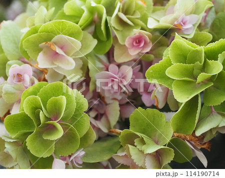 薄ピンク色の紫陽花　フェアリーアイ	 114190714