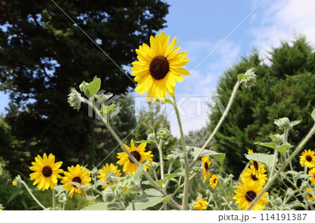 夏の太陽が向日葵の元気の素 114191387