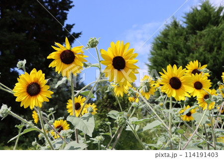 青空に映える大輪のヒマワリの花ー壱 青空に映える大輪のヒマワリの花ー壱 114191403