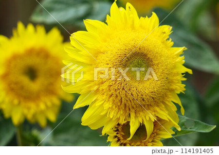 可愛いドーナツのようなヒマワリの花姿 可愛いドーナツのようなヒマワリの花姿 114191405