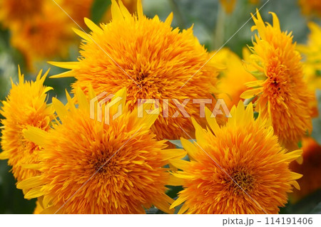 燃えるような向日葵の花は夏の代名詞 114191406