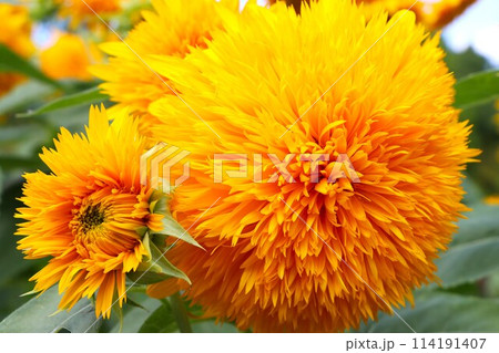 ダイナミックな花が印象的な向日葵 114191407