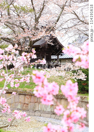 龍岡城の田口招魂社が満開の桜につつまれました 龍岡城の田口招魂社が満開の桜につつまれました 114191618