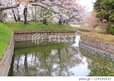 龍岡城跡の水堀が桜の花びらで染まりました 龍岡城跡の水堀が桜の花びらで染まりました 114191632
