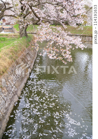 龍岡城跡の水堀が桜の花びらで染まりました 龍岡城跡の水堀が桜の花びらで染まりました 114191633